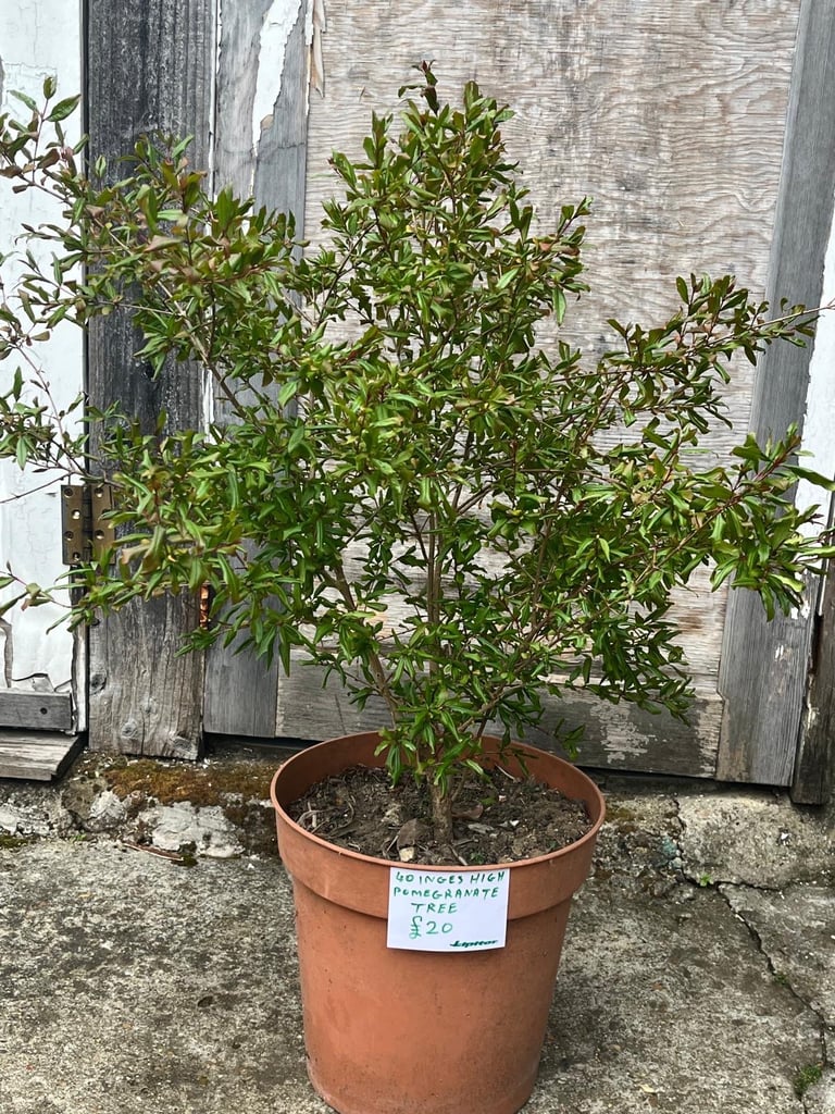 image for Pomegranate tree 40 inches tall