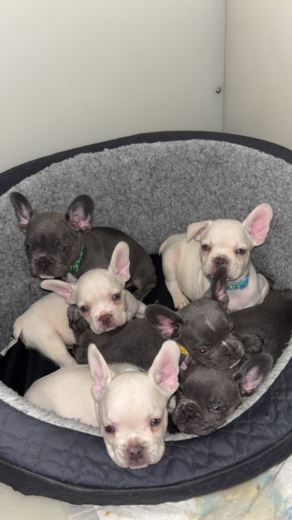 6 beautiful kc reg French bull dogs 💙