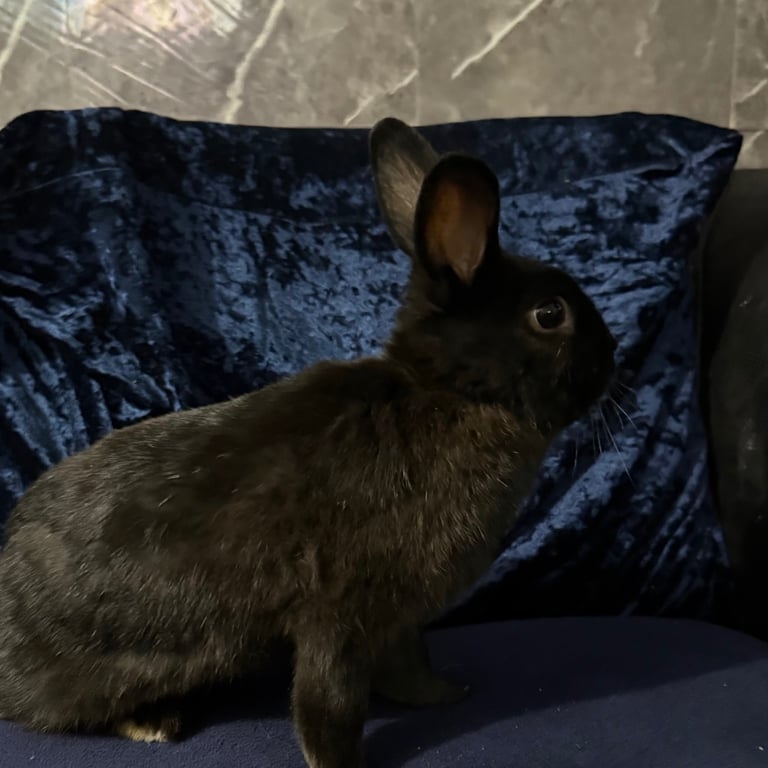 Mini lop bun, Nederland rabbit & rex holand hop