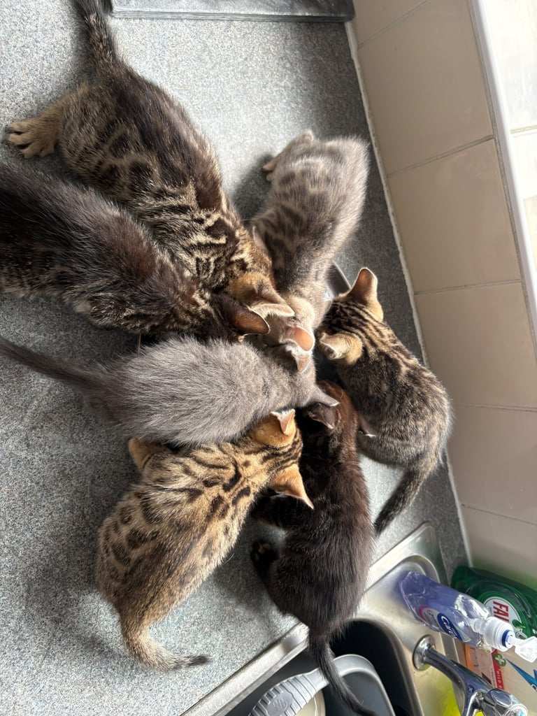 Russian Blue Bengals for Sale