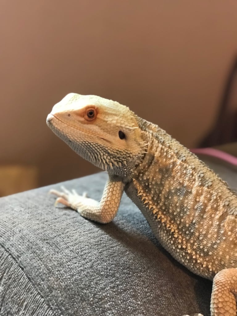 Bearded dragon and vivarium