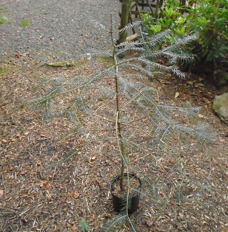 FABERS FIR , ABIES FABRI UNUSUAL CONIFER TREE