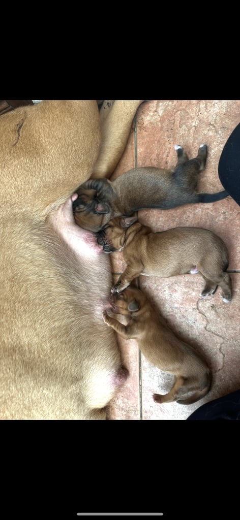 Dogue de Bordeaux cross  (female )