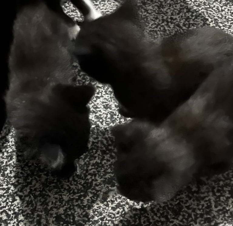 2 kittens 