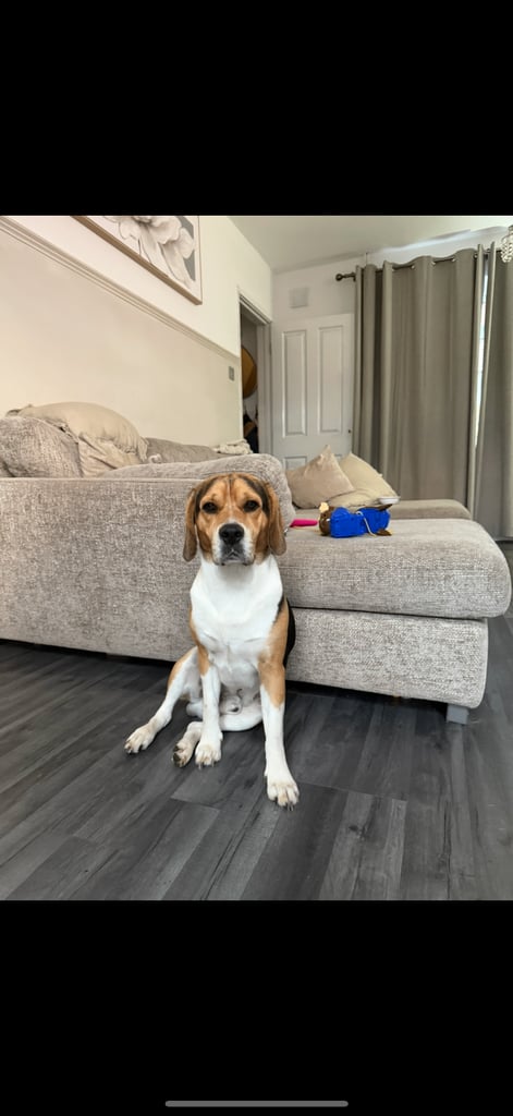 Jack russel / beagle. 