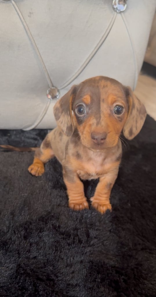 **ready for there new home *5 beautiful miniature dachshunds girls 
