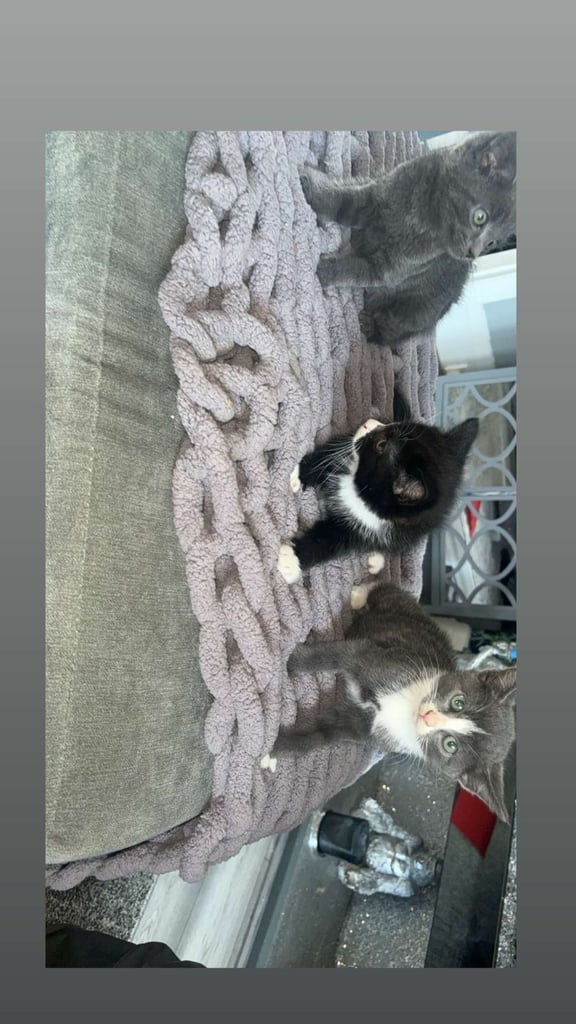 Lovely male kittens x 3  (fuly  grey is now  reserved ) 