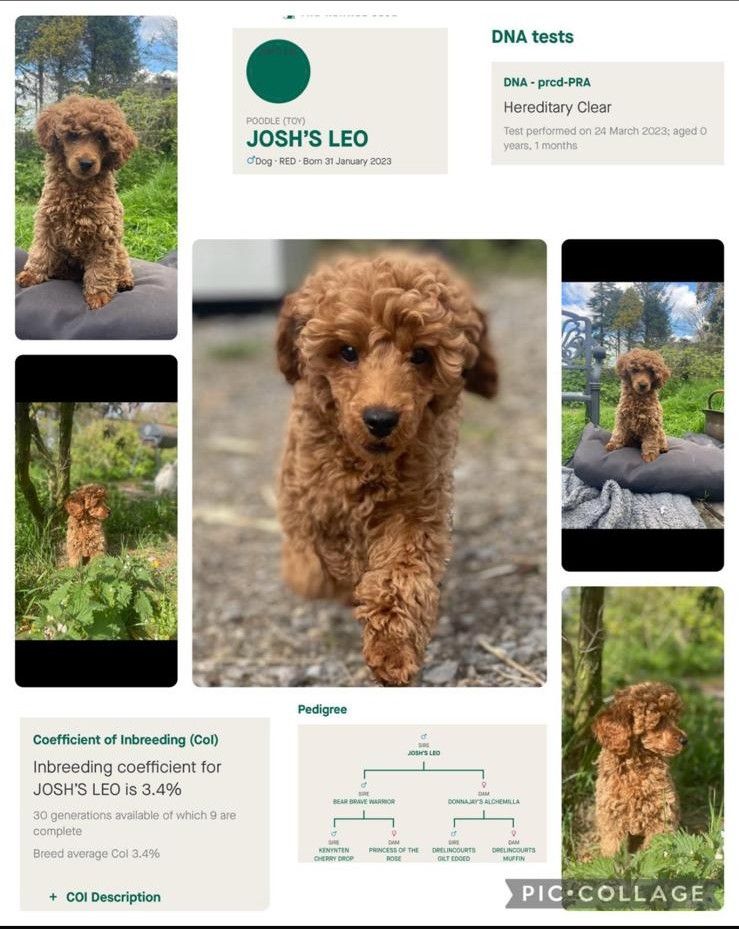 Cute Cavapoo Puppies 1 Boy and 1 Girl