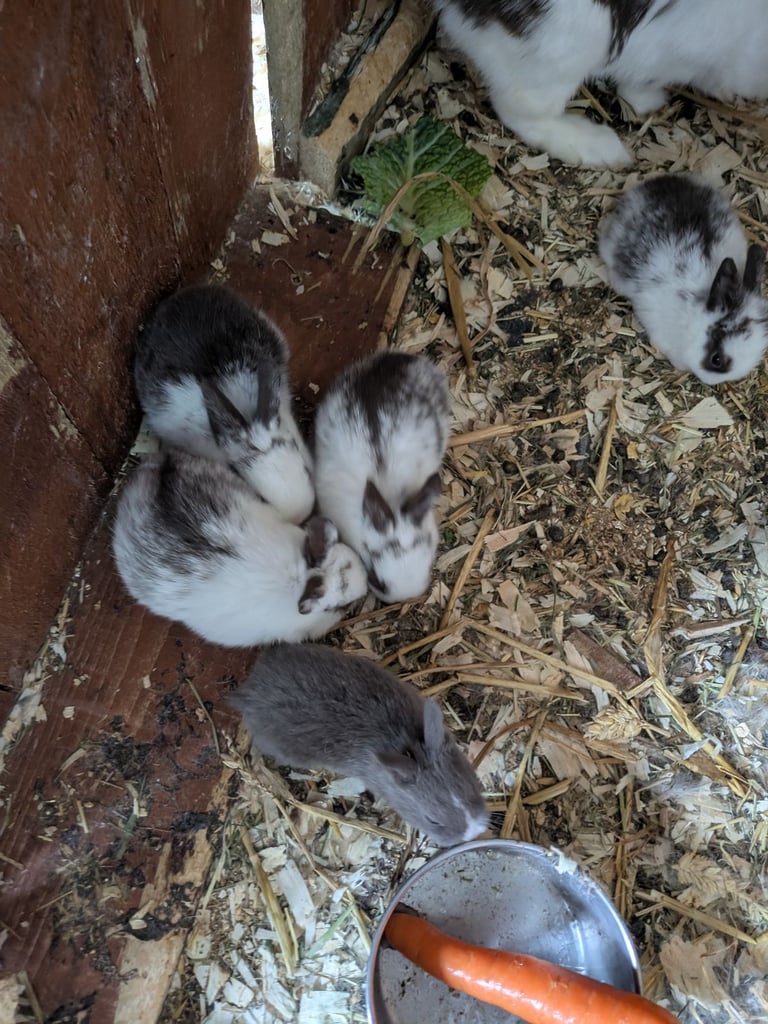 image for Beautiful baby rabbits ready to leave 