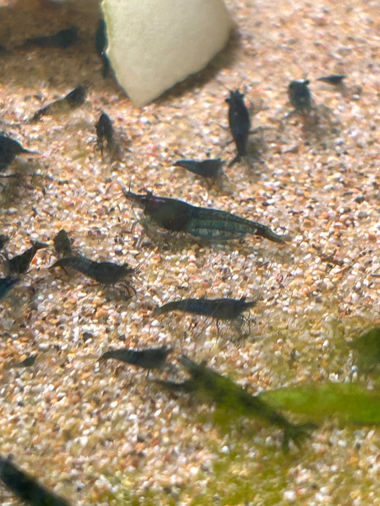 Blue neocaridina shrimp, ramshorn snails, aquarium plants and bowl tank