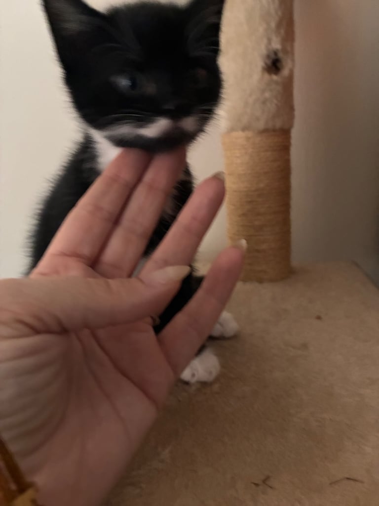Kittens for sale 