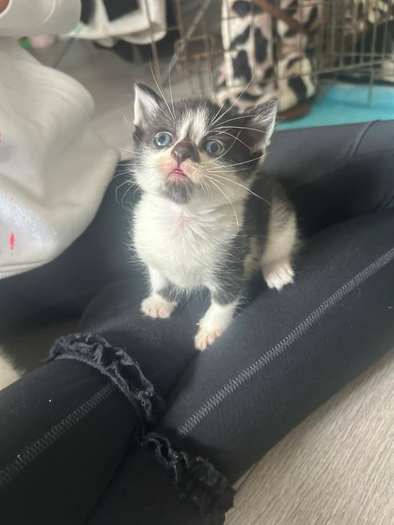 6 stunning kittens 