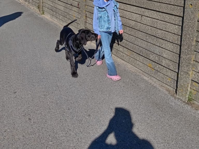 15 week old Great Dane puppy 