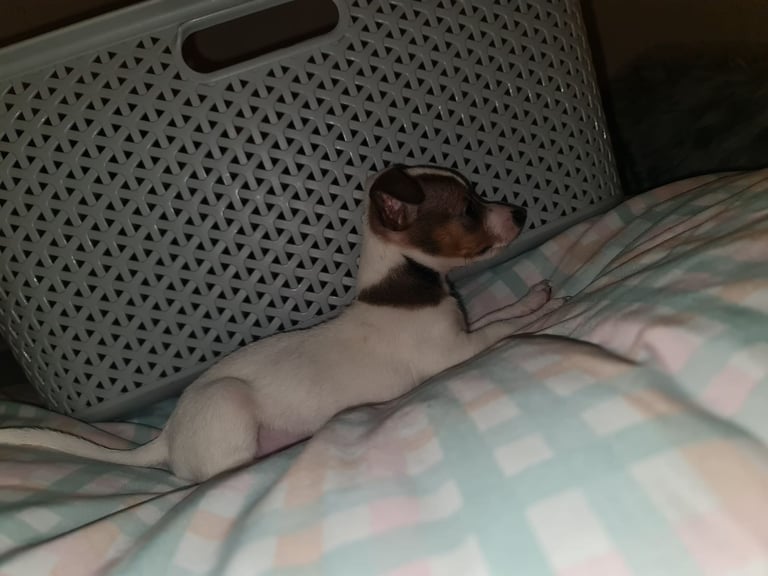 Miniture pomchi puppies 