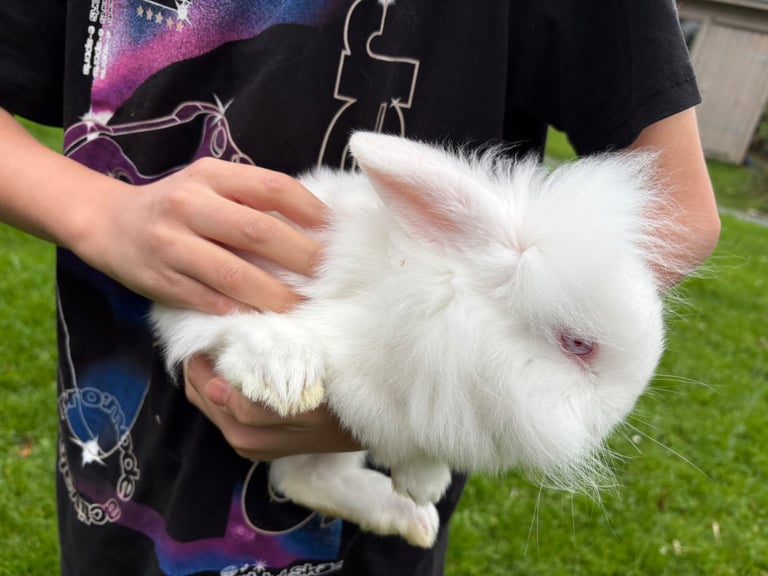 Baby rabbit
