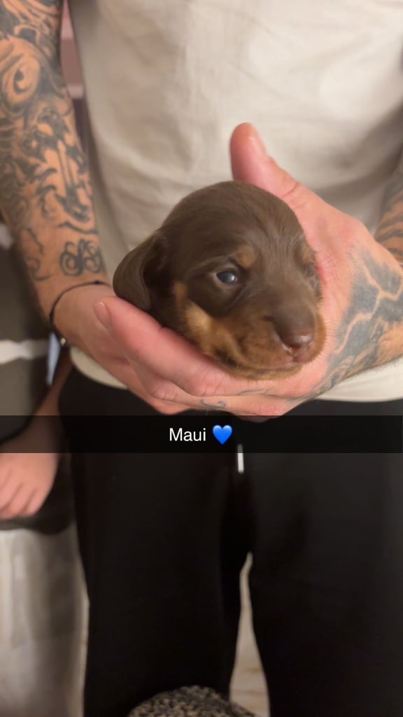 Miniature dachshund for sale £1200