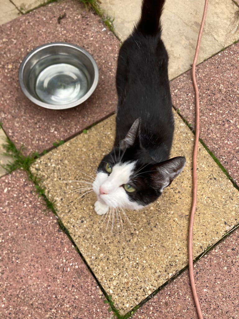 Kittens for sale 