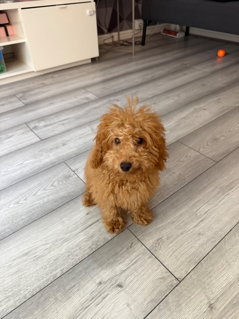 5-month-old male Toy Poodle