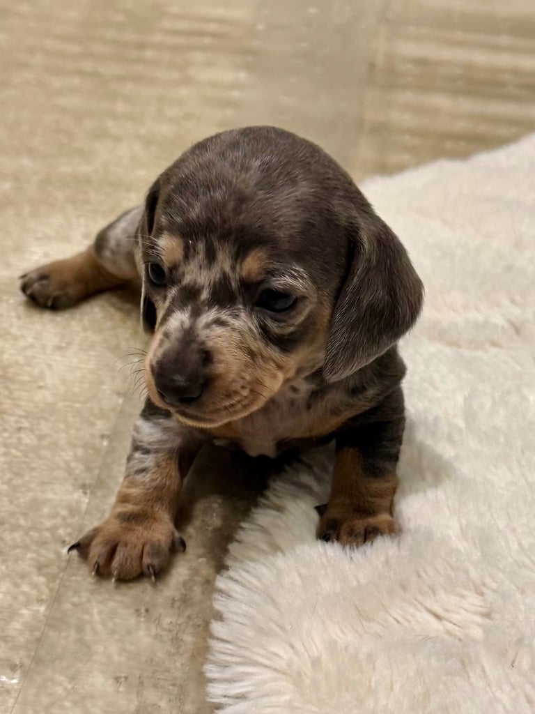 Miniature dachshund puppies