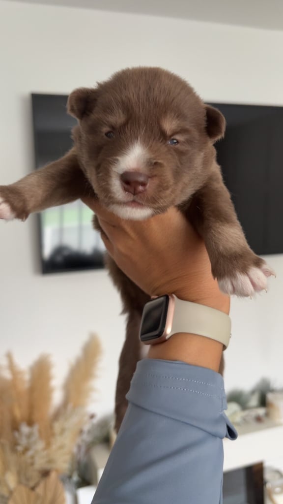 Pedigree Siberian Husky Puppies For Sale