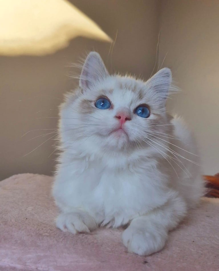 Ragdoll kittens gccf reg