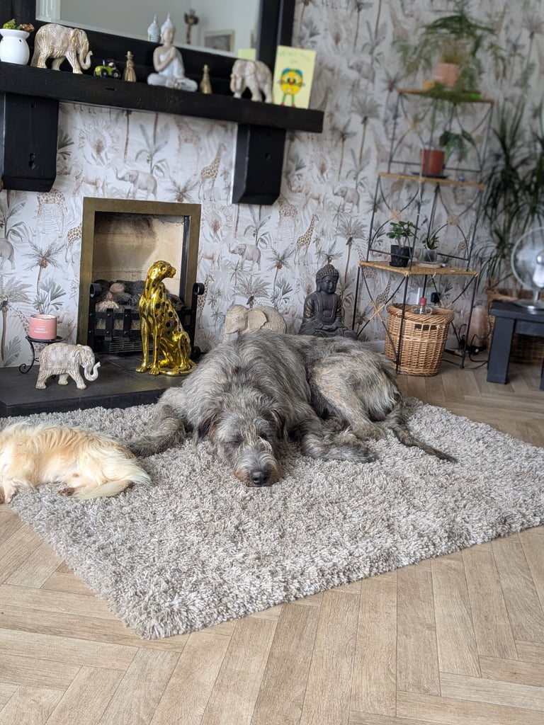 Irish Wolfhound Male