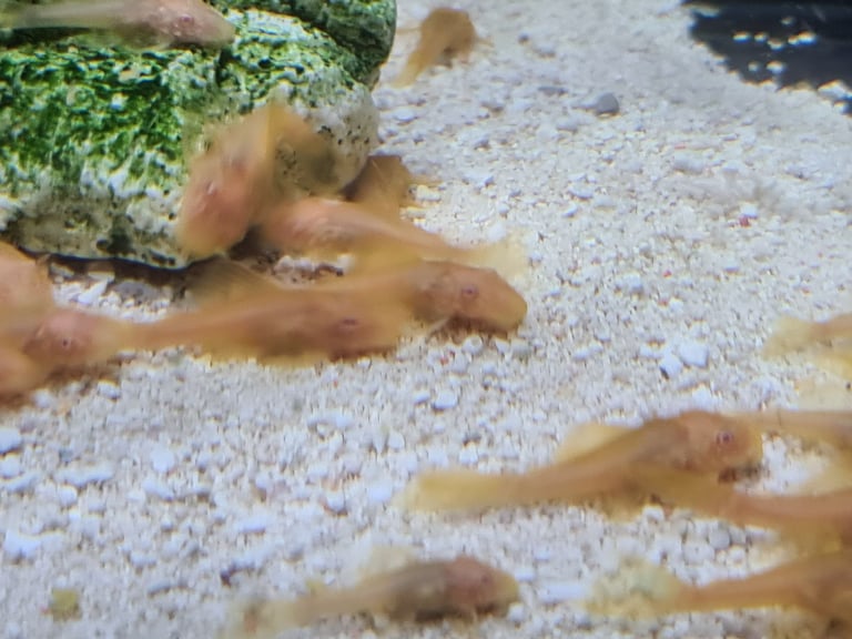 Baby gold bristlenose 