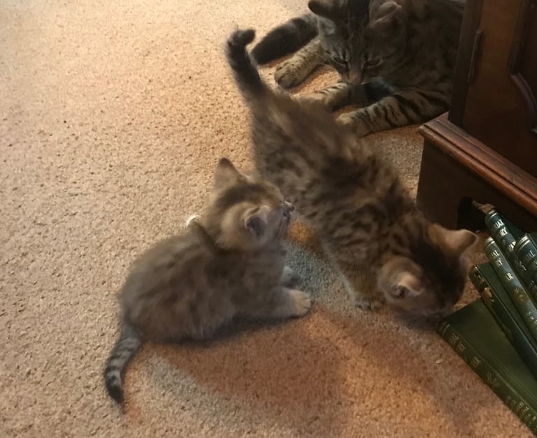 2 Beautiful Fluffy Tabby Kittens for sale