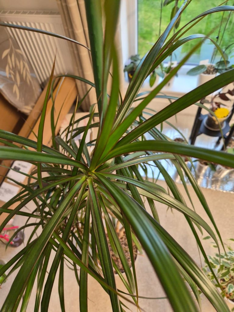 image for About 1.2m tall  Pot included  Collection only