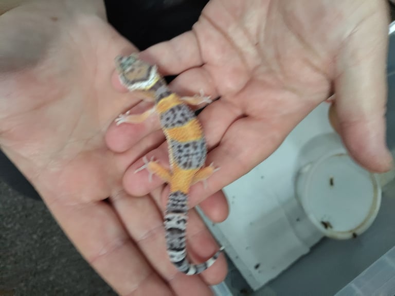 leopard geckos and crested geckos 