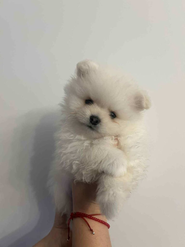Pomeranian Puppy 