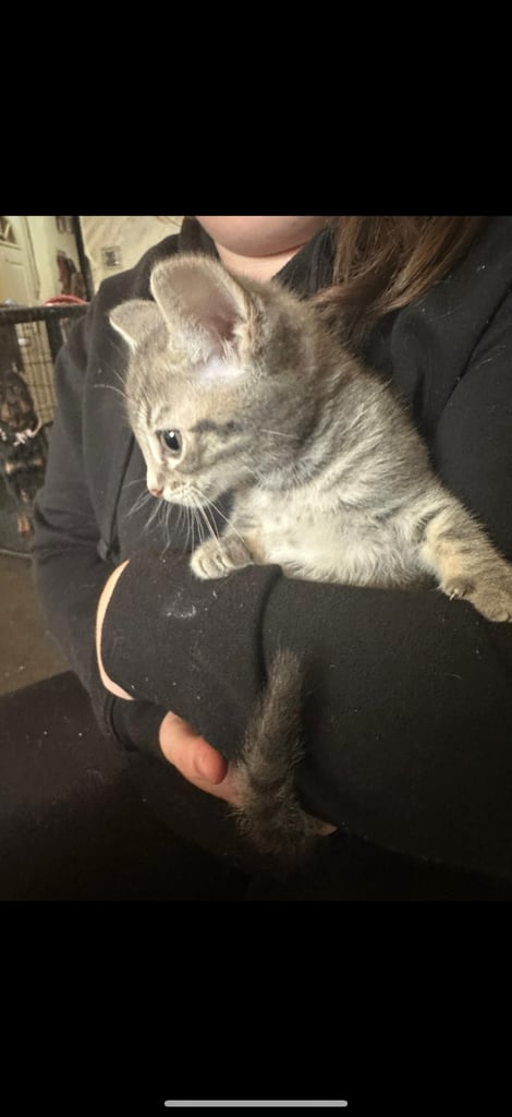 4 grey kittens left