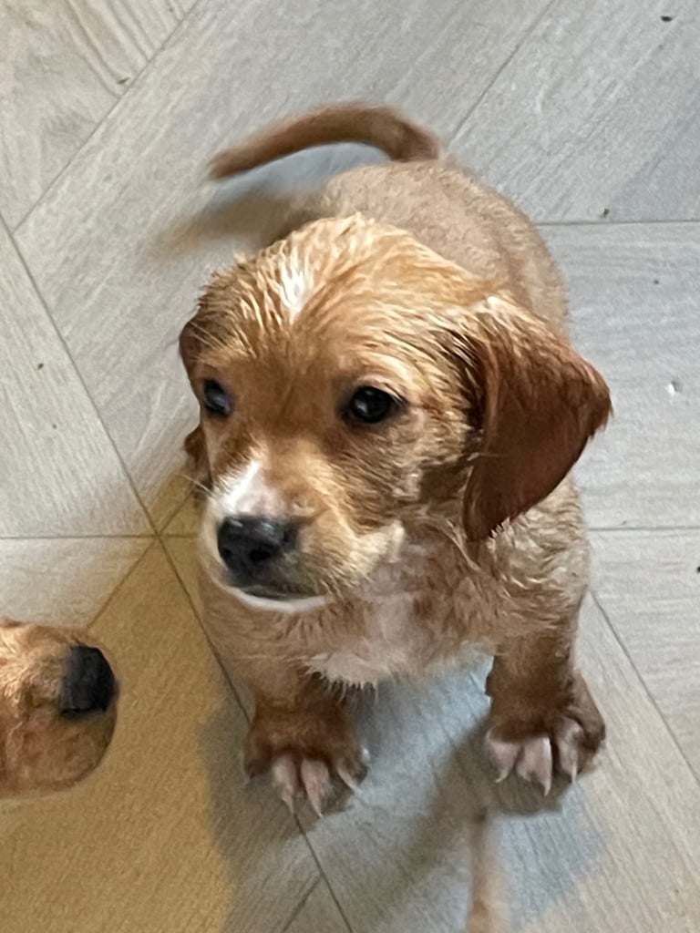 Labrador puppies last girl 