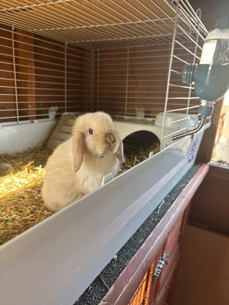 Baby lop ear rabbit 