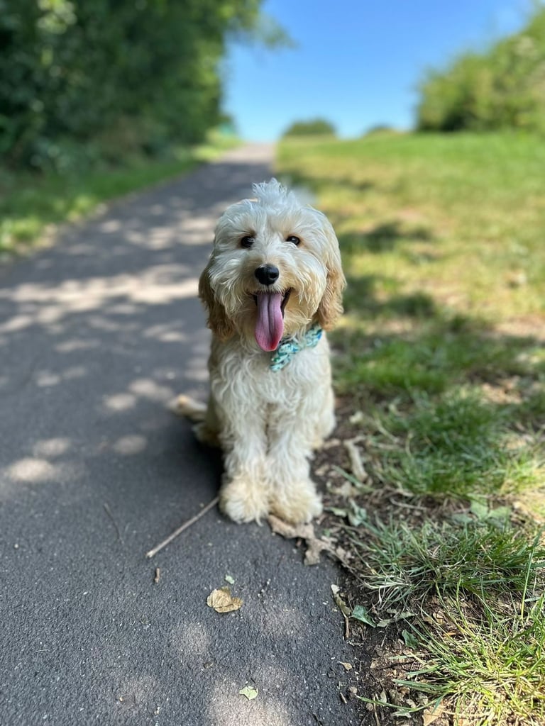 Beautiful cockapoo boy SOLD 