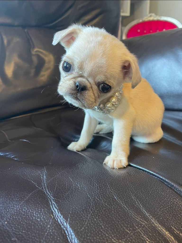 Pup puppies