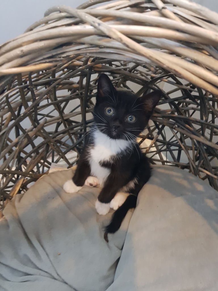 Ragdoll cross Turkish Angora kittens 