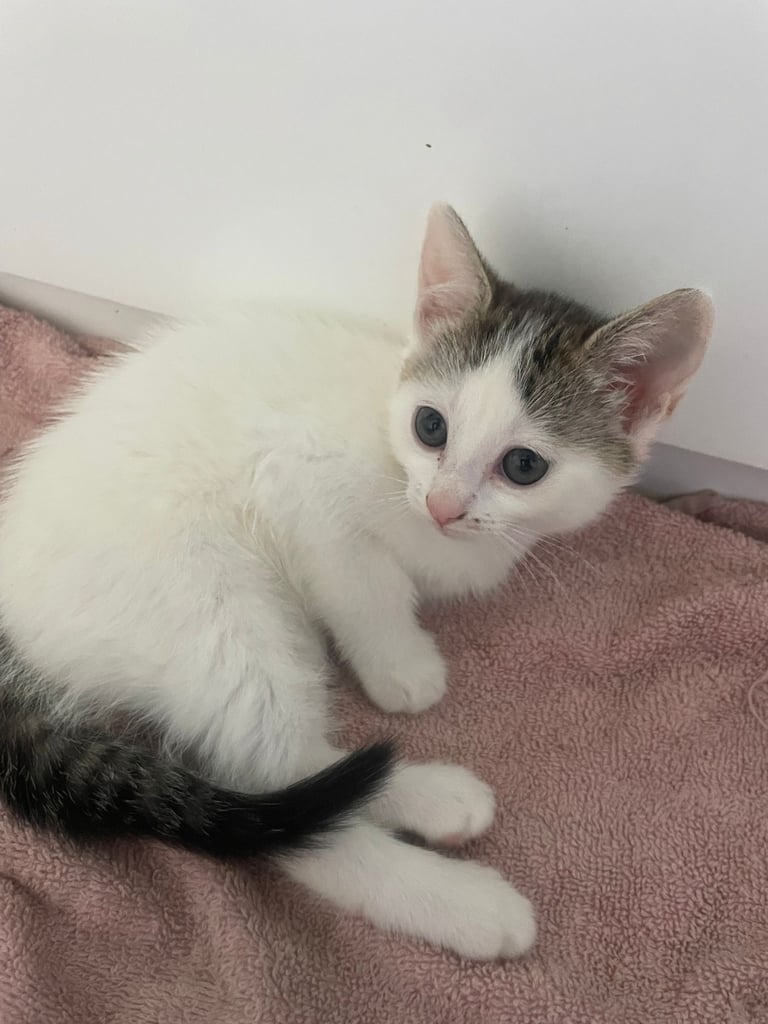 3 beautiful female kittens for sale 