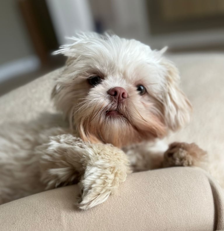 Female miniature shih Tzu 