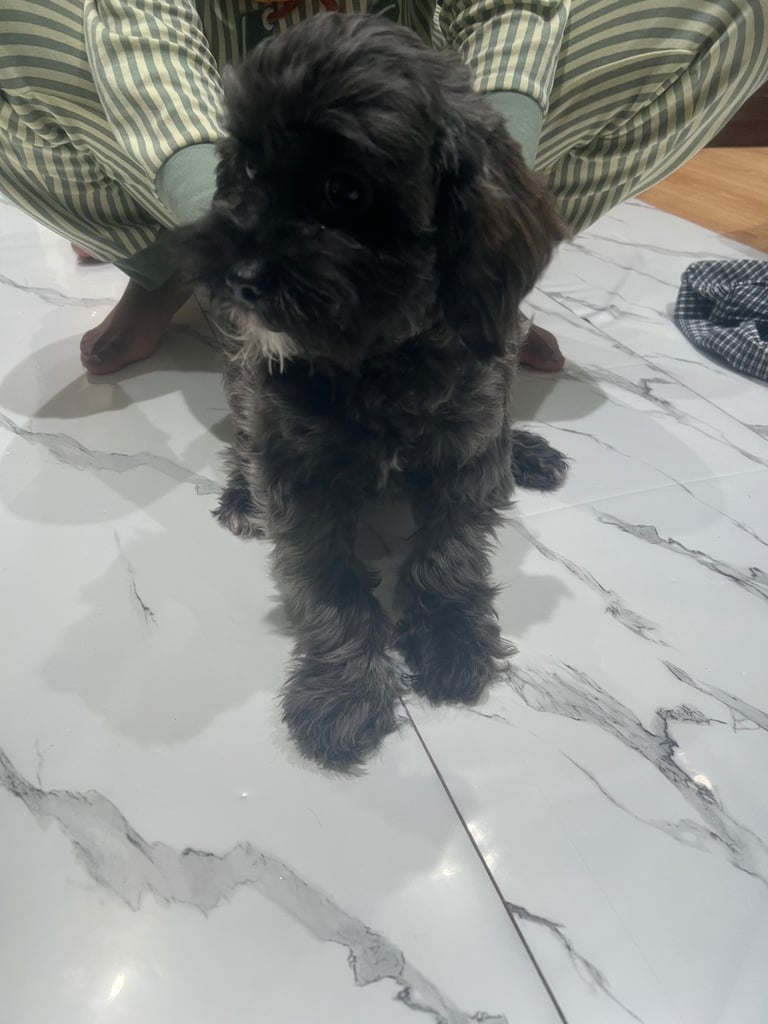 image for Puppy for sale 