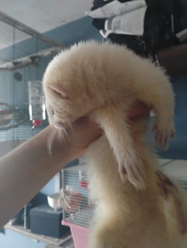 2 female ferrets for sale 