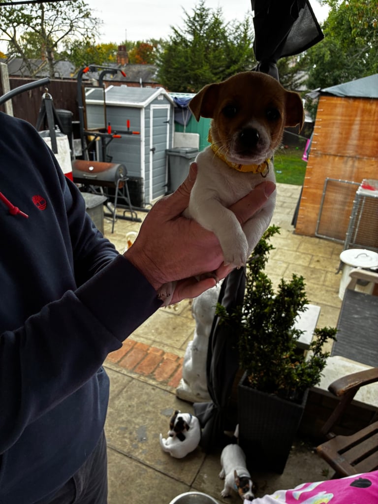 Jack Russell