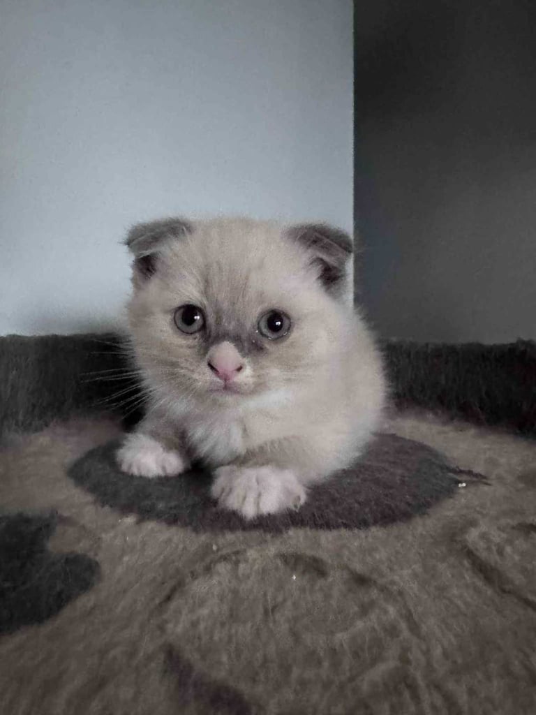 image for Kittens Scottish shorthair fold x Ragdoll