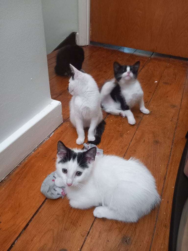 Gorgeous Kittens Ready to Go