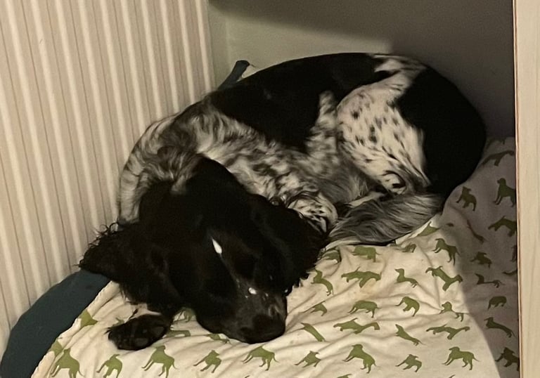 9 month male Sprocker