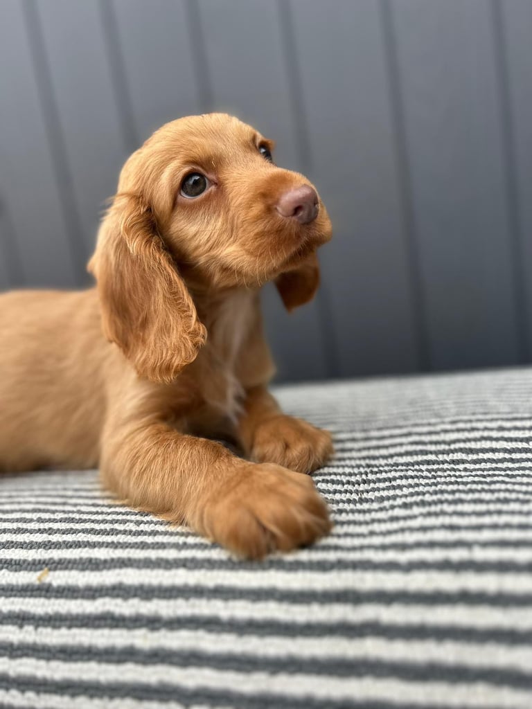 Cockapoo puppies 