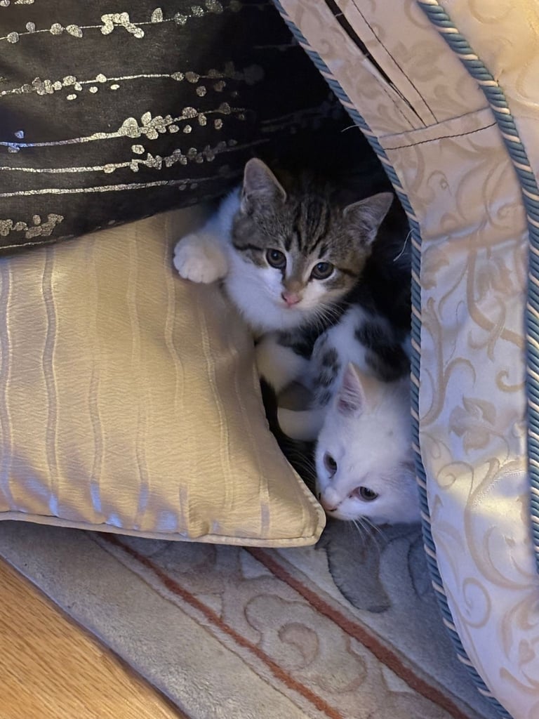 2x Kittens looking for a home 