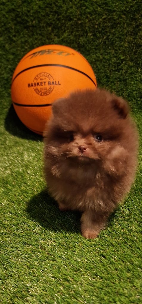🧸 TOPQUILITY RARE POMERANIAN PUPPIE'S 🧸