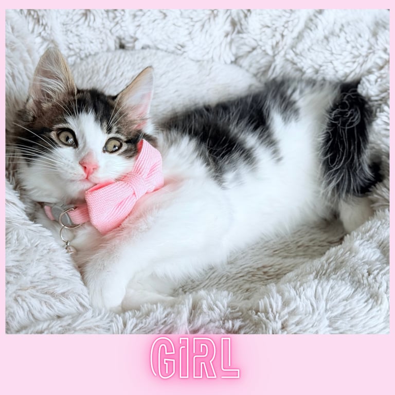 Stunning Ragamuffin X Main Coon Kittens