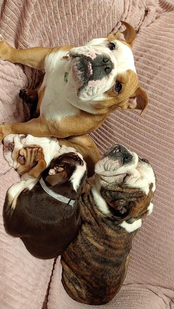 Kc English bulldog 